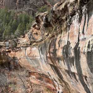 20250310-zion-12.jpg