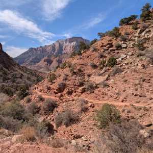 20250310-zion-16.jpg