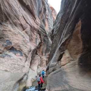 20250310-zion-24.jpg
