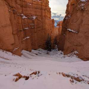 20250310-zion-28.jpg