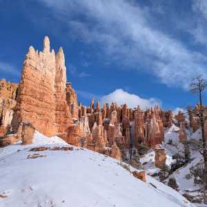 20250310-zion-30.jpg